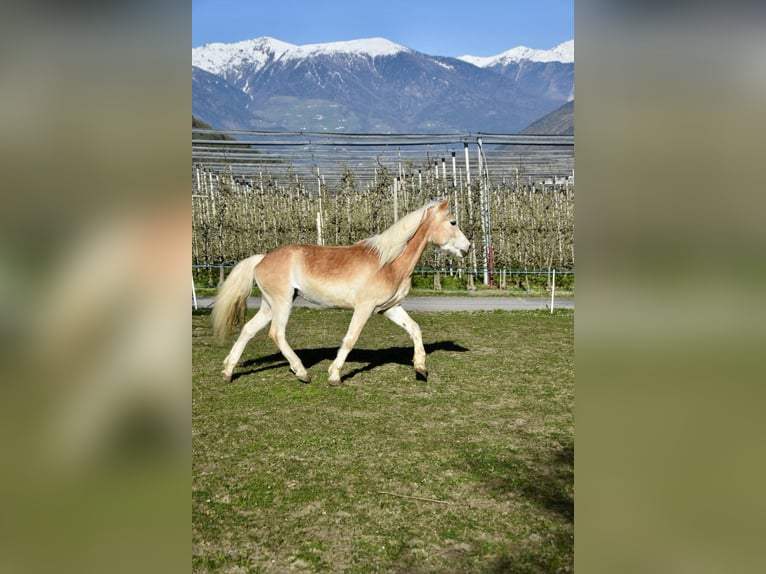 Haflinger / Avelignese Castrone 4 Anni 151 cm in Nauders