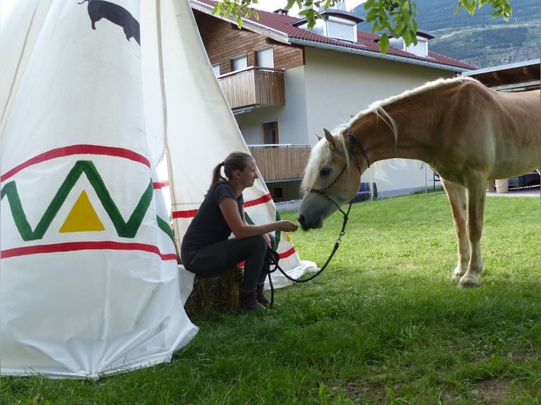 Haflinger / Avelignese Castrone 4 Anni 151 cm in Nauders