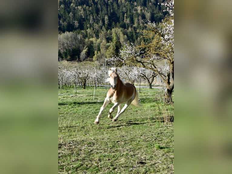Haflinger / Avelignese Castrone 4 Anni 151 cm in Nauders