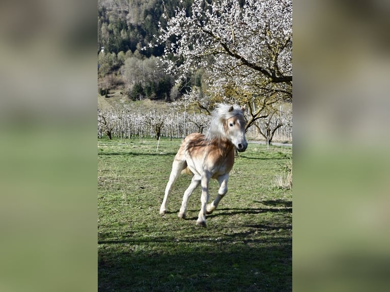 Haflinger / Avelignese Castrone 4 Anni 151 cm in Nauders