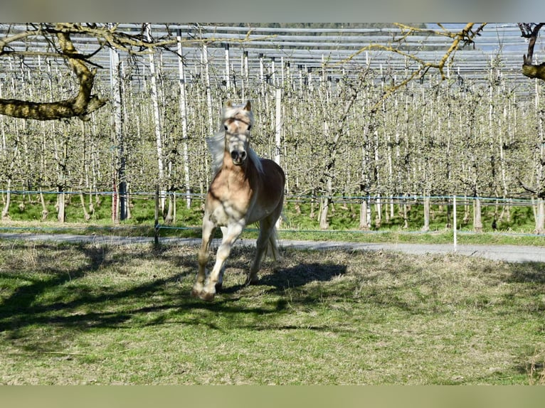 Haflinger / Avelignese Castrone 4 Anni 151 cm in Nauders