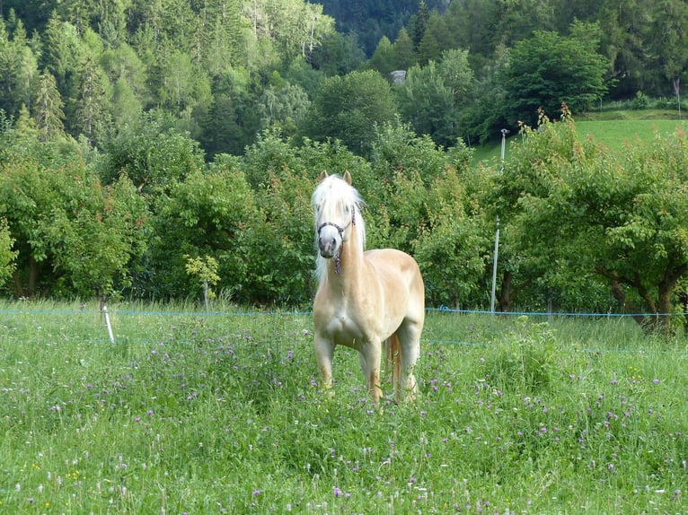 Haflinger / Avelignese Castrone 4 Anni 151 cm in Nauders