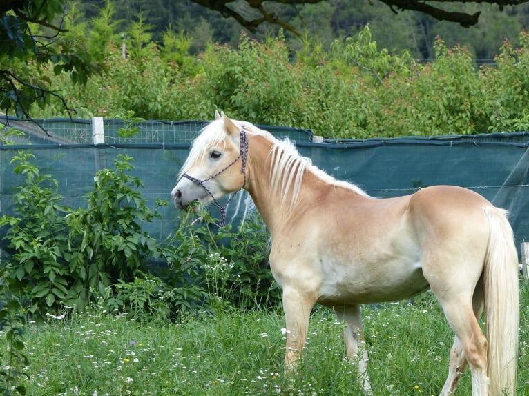 Haflinger / Avelignese Castrone 4 Anni 151 cm in Nauders