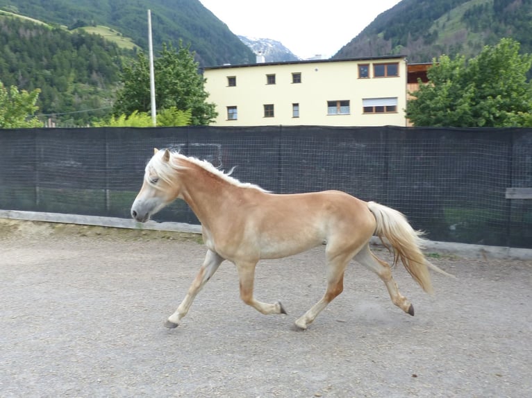 Haflinger / Avelignese Castrone 4 Anni 151 cm in Nauders
