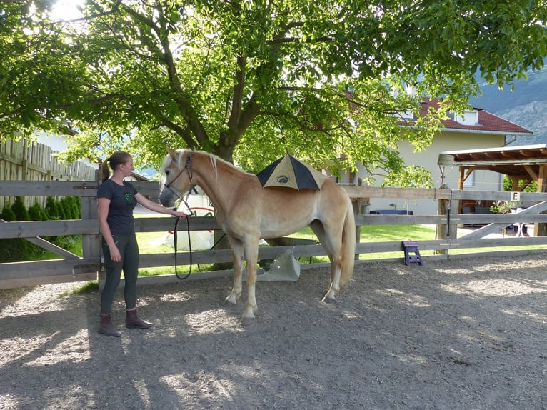 Haflinger / Avelignese Castrone 4 Anni 151 cm in Nauders