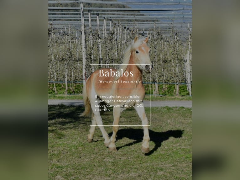 Haflinger / Avelignese Castrone 4 Anni 151 cm in Nauders