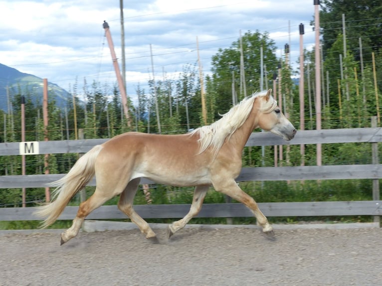 Haflinger / Avelignese Castrone 4 Anni 151 cm in Nauders