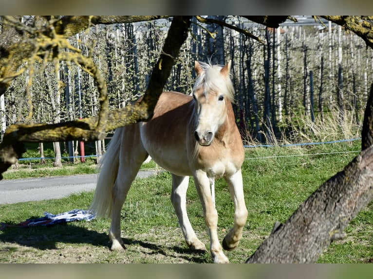 Haflinger / Avelignese Castrone 4 Anni 151 cm in Nauders