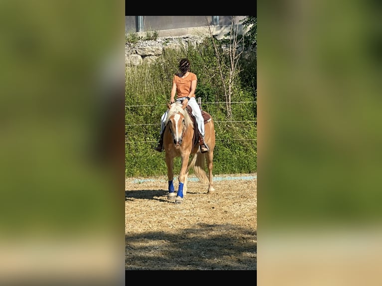 Haflinger / Avelignese Castrone 4 Anni 151 cm Palomino in Wilhelmsburg