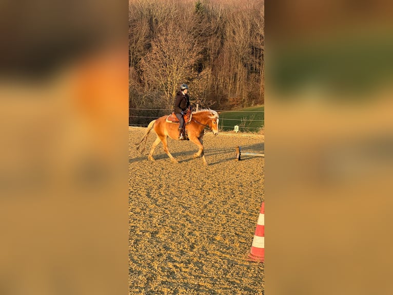 Haflinger / Avelignese Castrone 4 Anni 151 cm Palomino in Wilhelmsburg