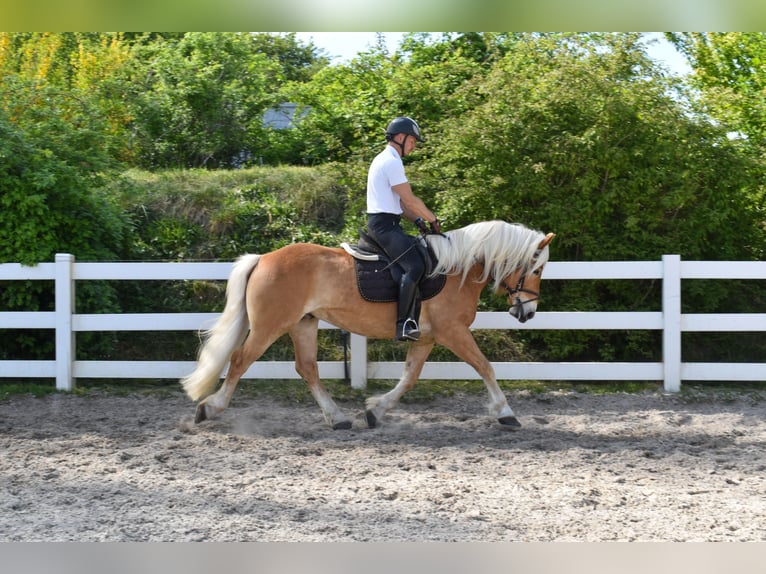 Haflinger / Avelignese Castrone 4 Anni 151 cm Sauro in Seebad Bansin