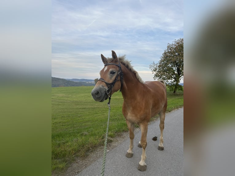 Haflinger / Avelignese Castrone 4 Anni 151 cm Sauro in Esternberg