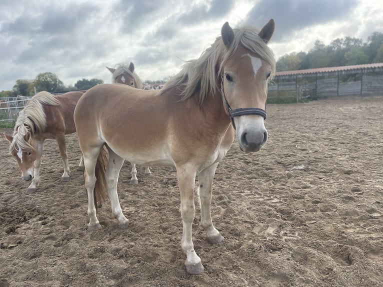 Haflinger / Avelignese Castrone 4 Anni 152 cm in Trebbin