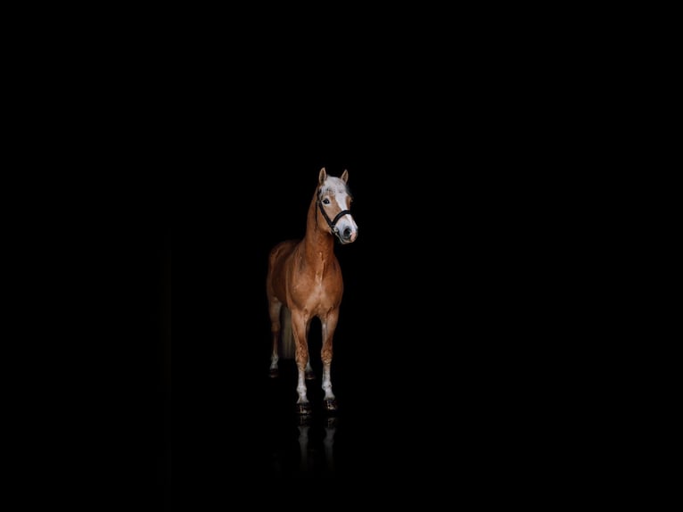 Haflinger / Avelignese Castrone 4 Anni 152 cm Sauro in Meinersen