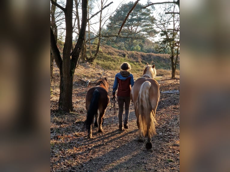 Haflinger / Avelignese Castrone 4 Anni 152 cm Sauro in Gifhorn