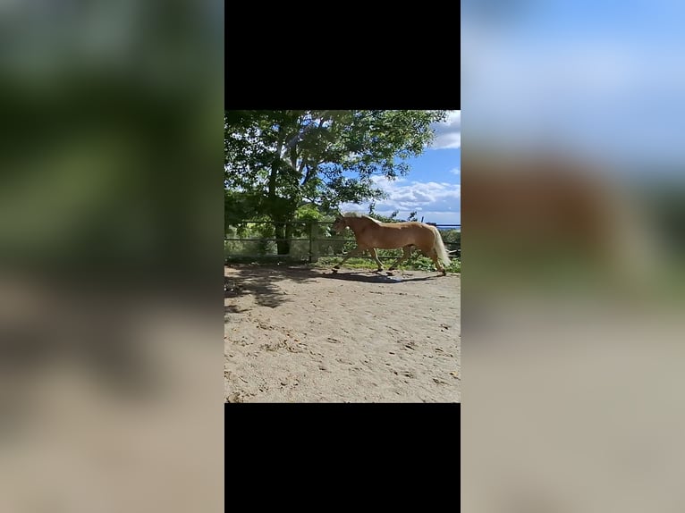 Haflinger / Avelignese Castrone 4 Anni 152 cm Sauro in Freistadt