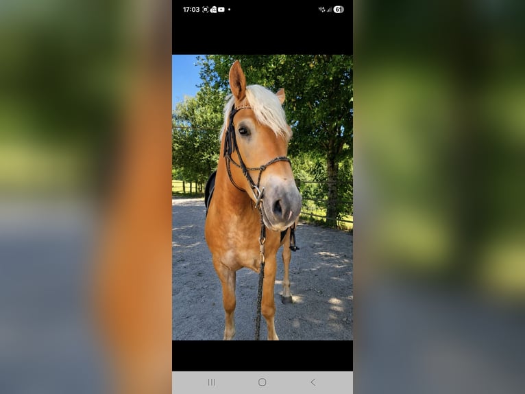Haflinger / Avelignese Castrone 4 Anni 152 cm Sauro in Freistadt
