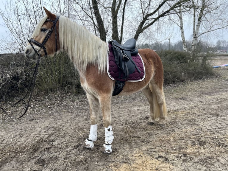 Haflinger / Avelignese Castrone 4 Anni 153 cm in Trebbin