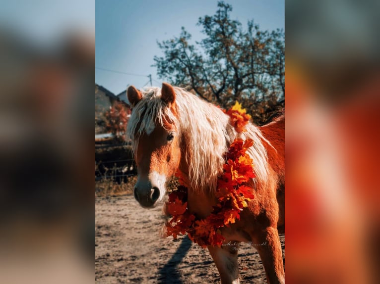 Haflinger / Avelignese Castrone 4 Anni 153 cm Sauro in Esternberg