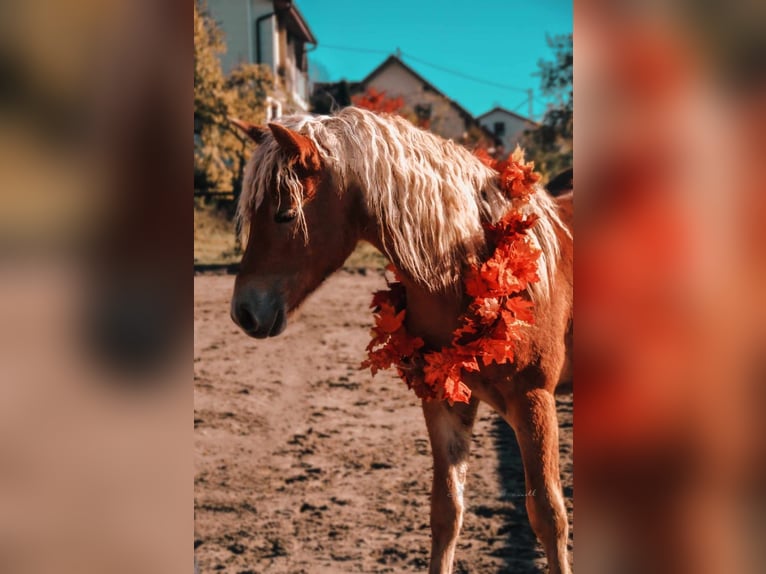 Haflinger / Avelignese Castrone 4 Anni 153 cm Sauro in Esternberg