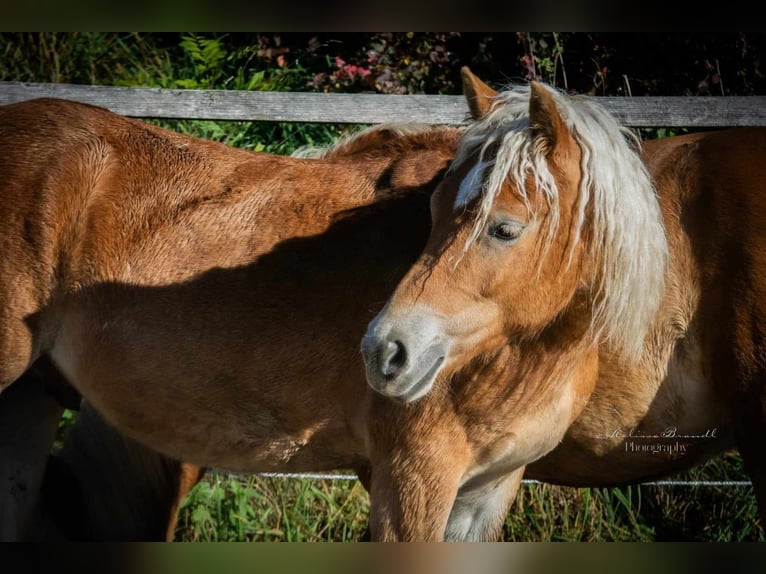 Haflinger / Avelignese Castrone 4 Anni 153 cm Sauro in Esternberg