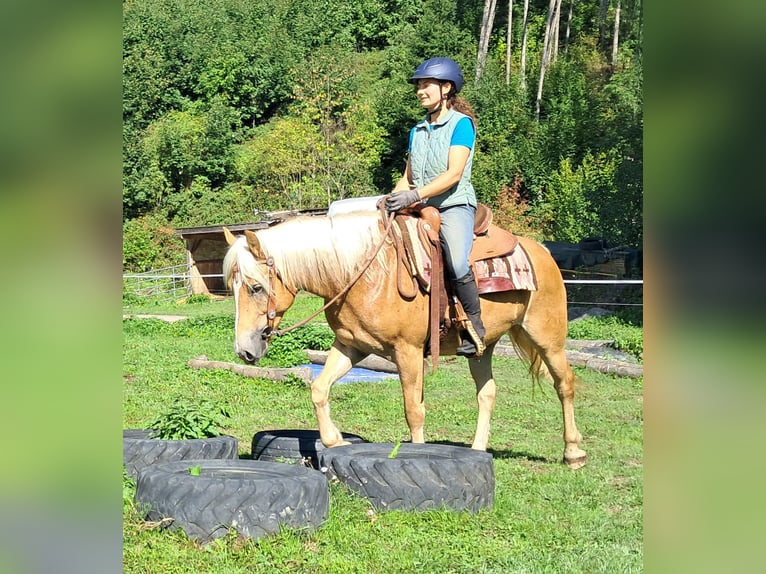 Haflinger / Avelignese Castrone 4 Anni 153 cm Sauro in Bayerbach
