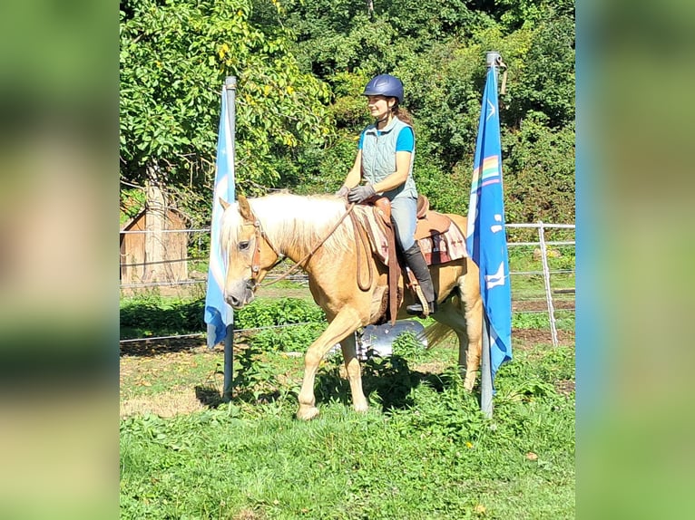 Haflinger / Avelignese Castrone 4 Anni 153 cm Sauro in Bayerbach