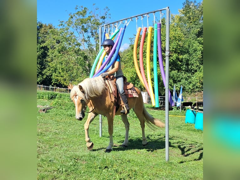 Haflinger / Avelignese Castrone 4 Anni 153 cm Sauro in Bayerbach