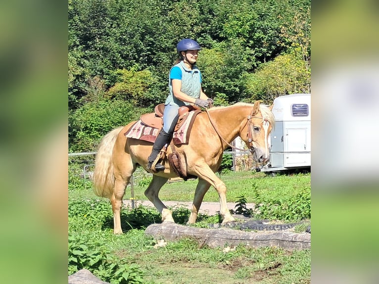 Haflinger / Avelignese Castrone 4 Anni 153 cm Sauro in Bayerbach