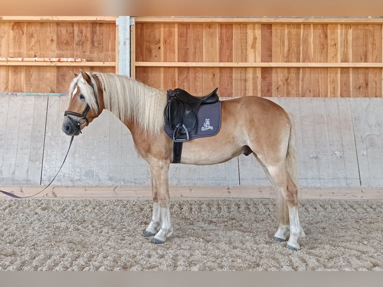 Haflinger / Avelignese Castrone 4 Anni 154 cm Sauro in Schleedorf