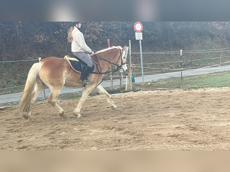 Haflinger / Avelignese Castrone 4 Anni 154 cm Sauro ciliegia in Morsbach