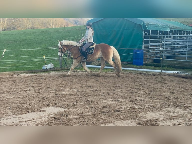 Haflinger / Avelignese Castrone 4 Anni 154 cm Sauro ciliegia in Morsbach