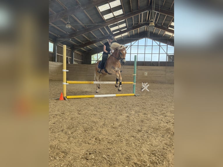Haflinger / Avelignese Castrone 4 Anni 155 cm Sauro in Mühlfeld