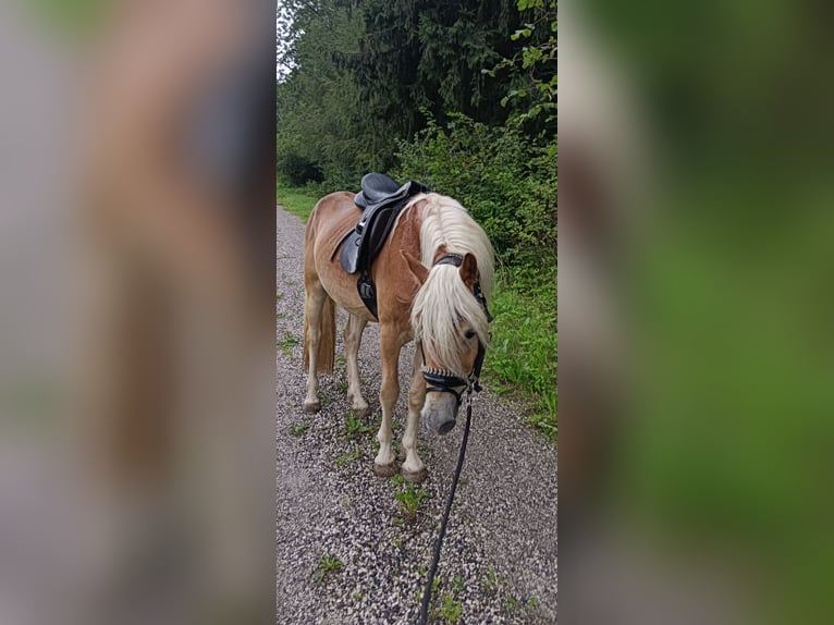 Haflinger / Avelignese Mix Castrone 4 Anni 155 cm Sauro in Toblaten