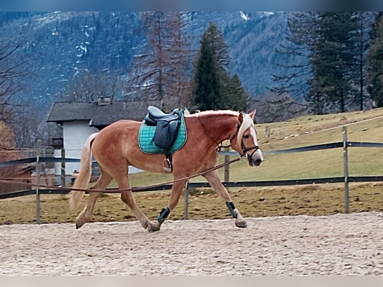 Haflinger / Avelignese Castrone 4 Anni 155 cm Sauro in Golling an der Salzach