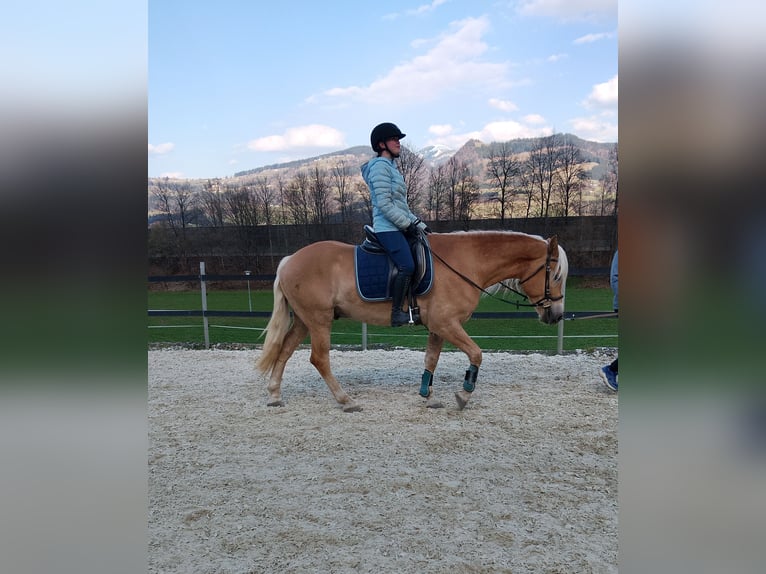 Haflinger / Avelignese Castrone 4 Anni 155 cm Sauro in Golling an der Salzach