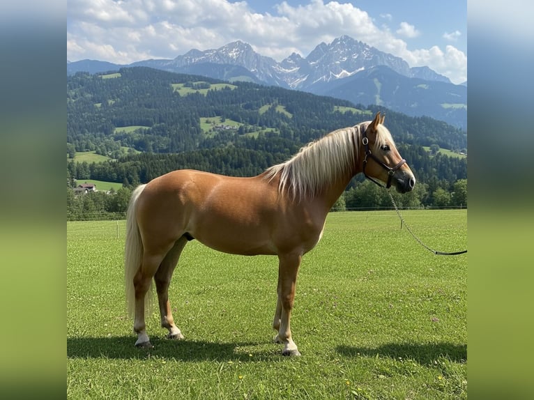 Haflinger / Avelignese Castrone 4 Anni 155 cm Sauro in Mainbernheim
