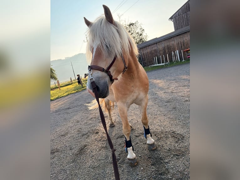 Haflinger / Avelignese Castrone 4 Anni 156 cm Sauro in Kammern