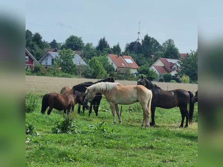Haflinger / Avelignese Castrone 4 Anni 157 cm Sauro in Langerringen
