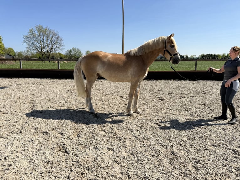 Haflinger / Avelignese Castrone 4 Anni 158 cm  in Uden