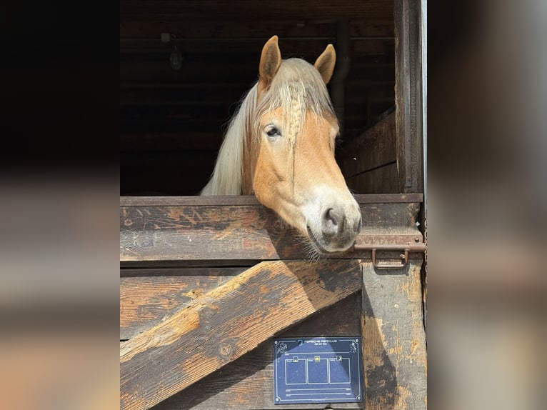 Haflinger / Avelignese Castrone 4 Anni 159 cm Sauro in Salzburg