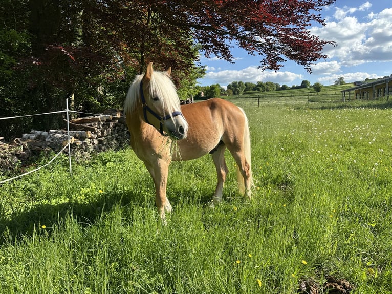 Haflinger / Avelignese Castrone 4 Anni  in Bad Zwesten