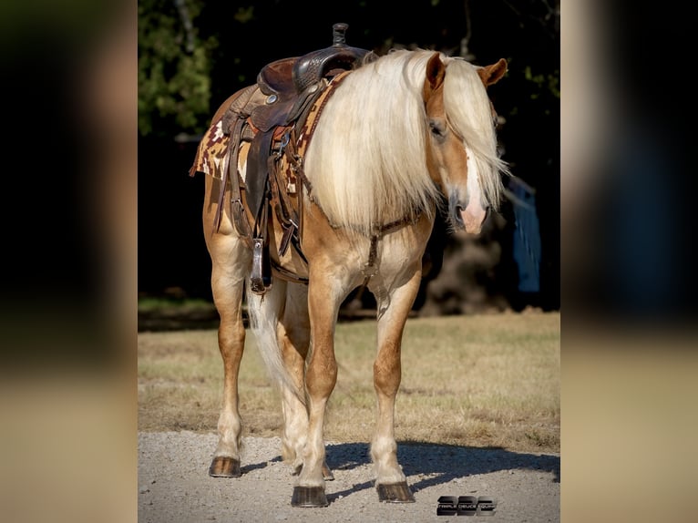 Haflinger / Avelignese Castrone 4 Anni Palomino in Cisco