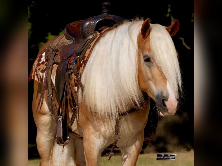 Haflinger / Avelignese Castrone 4 Anni Palomino in Cisco