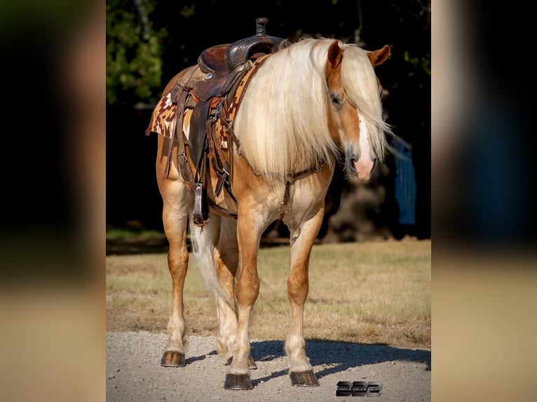 Haflinger / Avelignese Castrone 4 Anni Palomino in Cisco