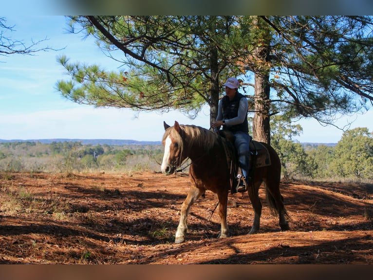 Haflinger / Avelignese Castrone 4 Anni Sauro scuro in RUsk TX