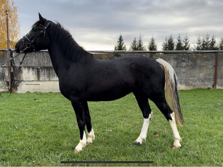 Haflinger / Avelignese Mix Castrone 5 Anni 143 cm Morello in Trencin