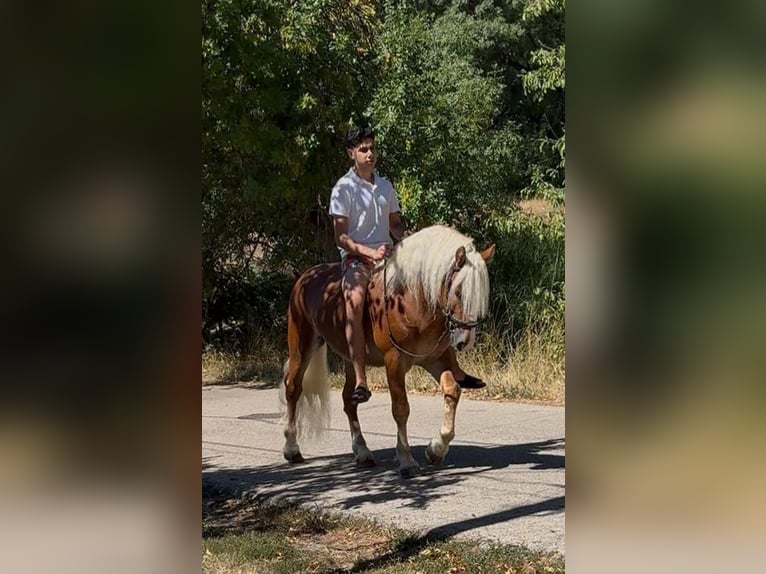 Haflinger / Avelignese Castrone 5 Anni 144 cm Sauro in Rechnitz