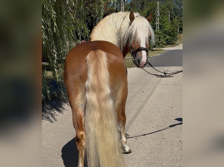 Haflinger / Avelignese Castrone 5 Anni 144 cm Sauro in Rechnitz