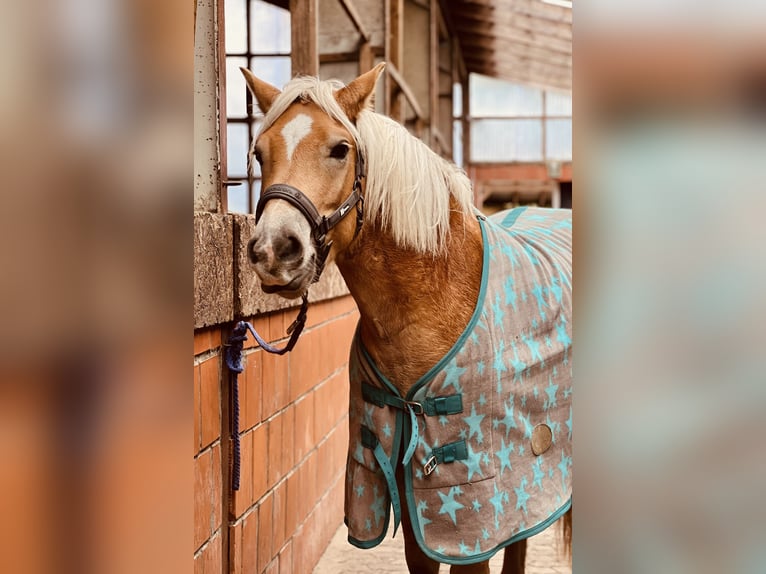 Haflinger / Avelignese Castrone 5 Anni 144 cm Sauro in Itzehoe